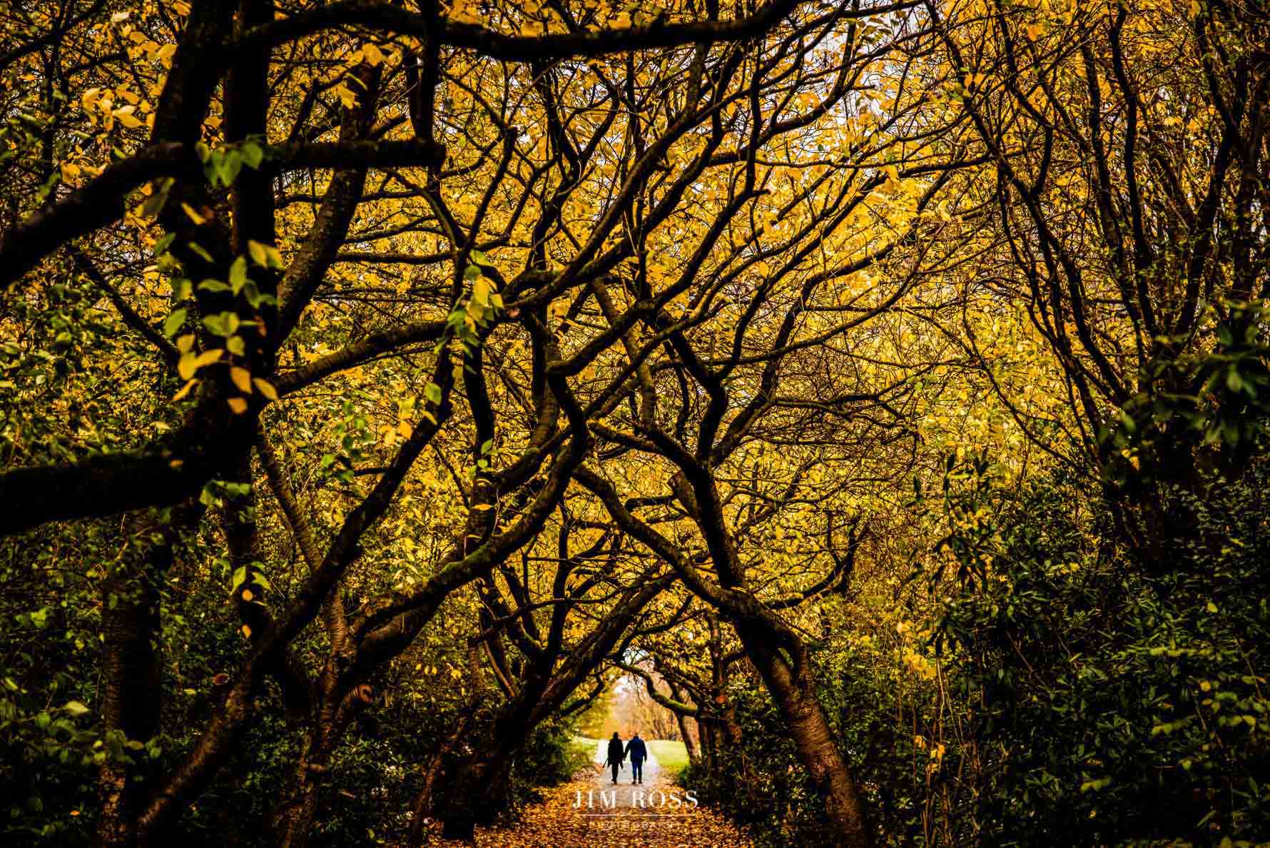 Small silhouette of couple in large tree canopy scene