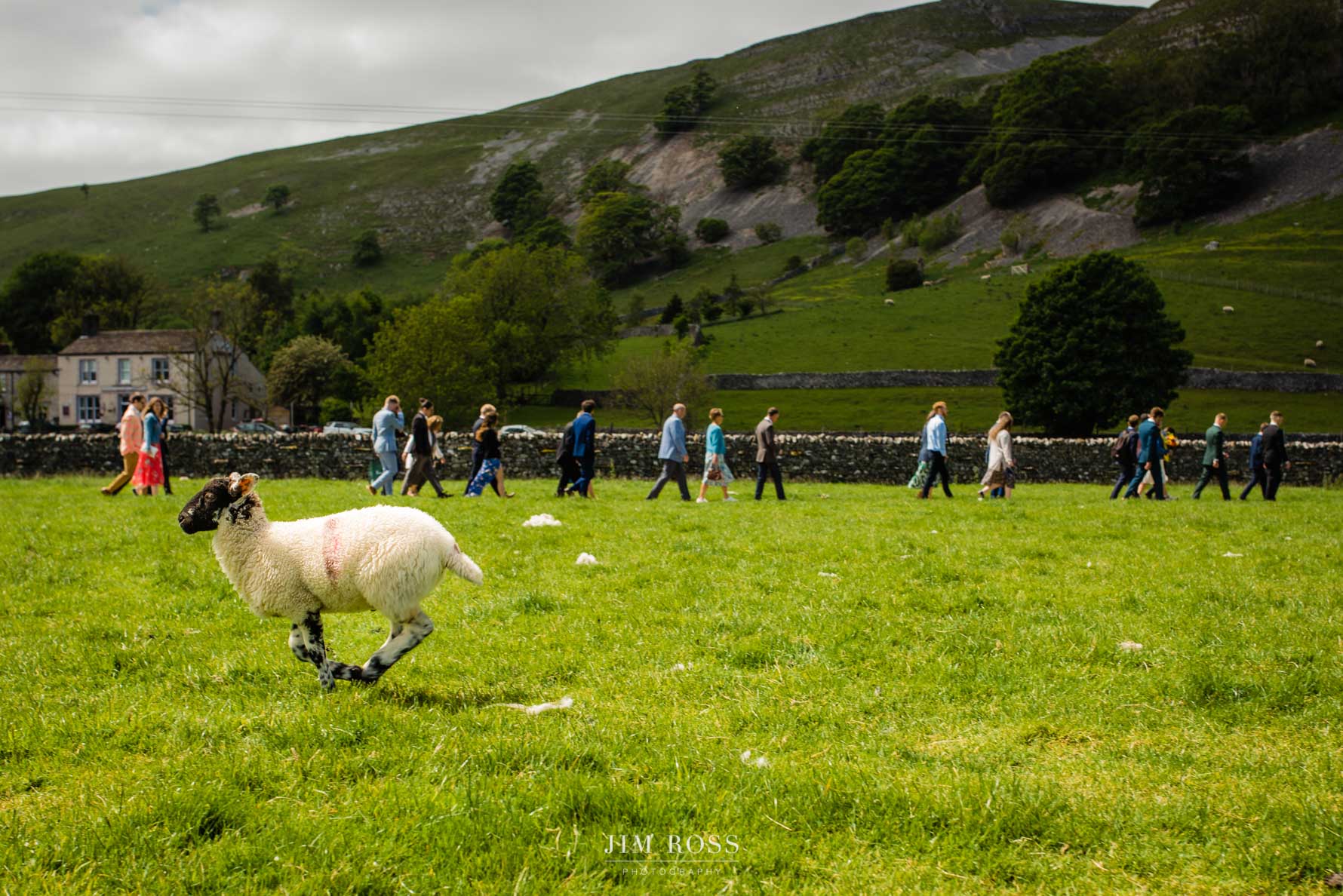 wedding guests walk to the right whilst sheep skip to the left