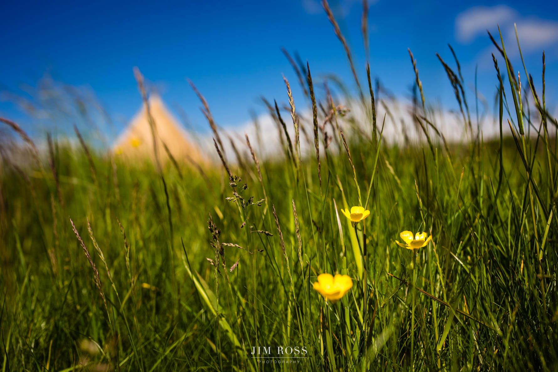 buttercups in foreground. tipi wedding in background
